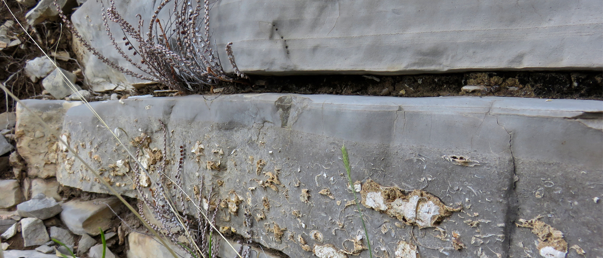 Sponge clasts in calciturbidites