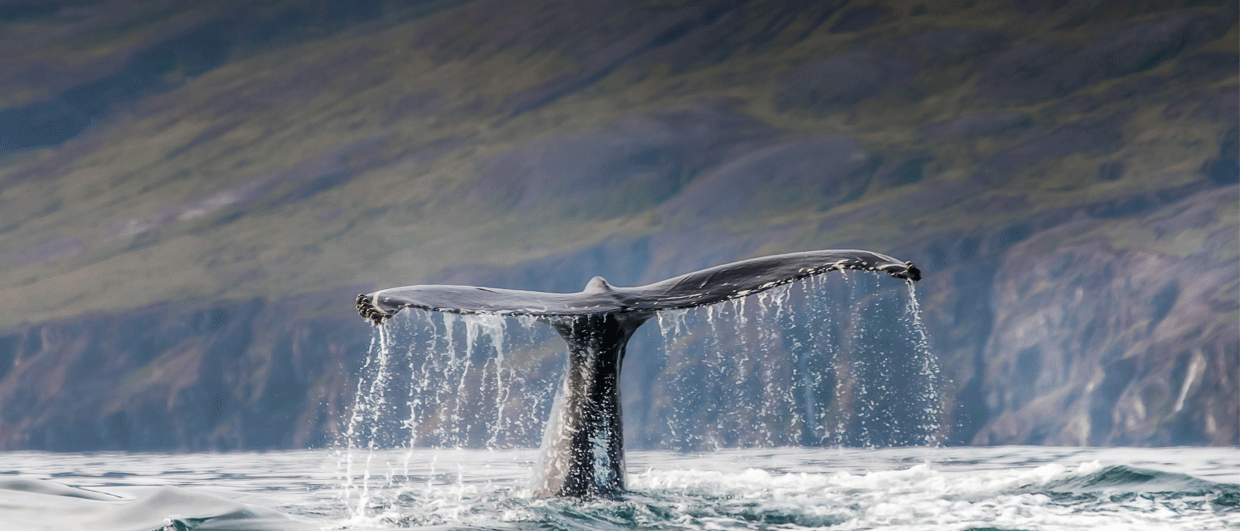 Leading with evidence: Translating marine research into actionable insights for industry