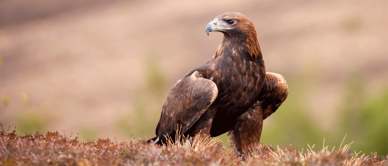 Looking for a low-risk infill well? You might want to consider areas of weak 4D response