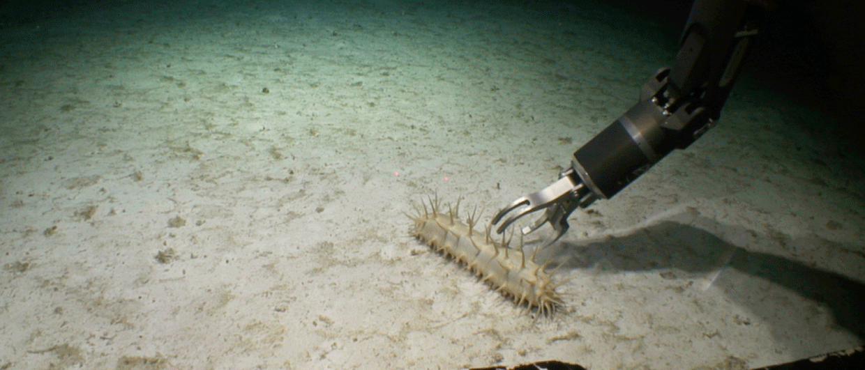 Are sea cucumbers in a pickle?